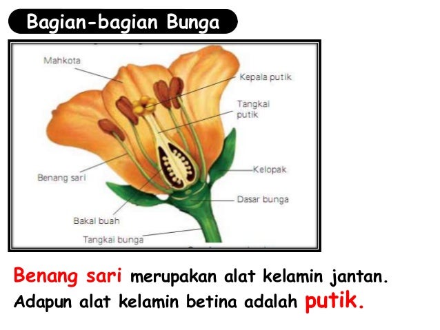 Alat Perkembangbiakan Betina Pada Bunga Adalah